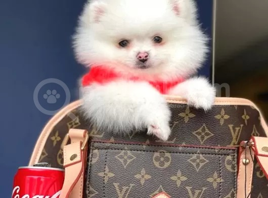Dişi Ve Erkek Pomeranian Boo Yavrularımız görsel