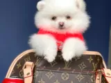 Dişi Ve Erkek Pomeranian Boo Yavrularımız