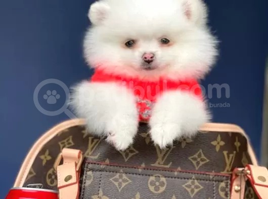Dişi Ve Erkek Pomeranian Boo Yavrularımız görsel