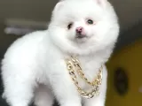 Dişi Ve Erkek Pomeranian Boo Yavrularımız