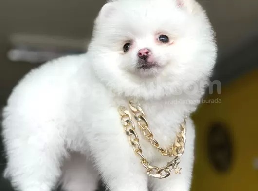 Dişi Ve Erkek Pomeranian Boo Yavrularımız görsel