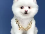 Dişi Ve Erkek Pomeranian Boo Yavrularımız