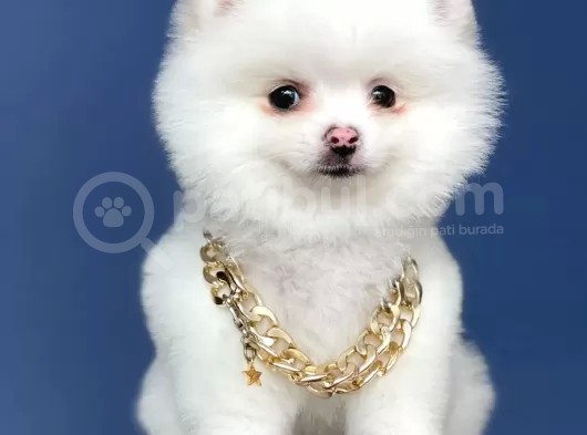 Dişi Ve Erkek Pomeranian Boo Yavrularımız görsel