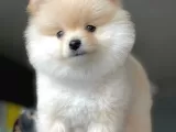 Dişi Ve Erkek Pomeranian Boo Yavrularımız