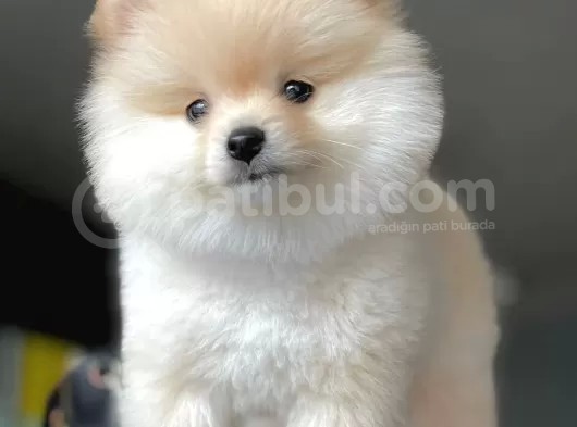 Dişi Ve Erkek Pomeranian Boo Yavrularımız görsel