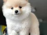 Dişi Ve Erkek Pomeranian Boo Yavrularımız