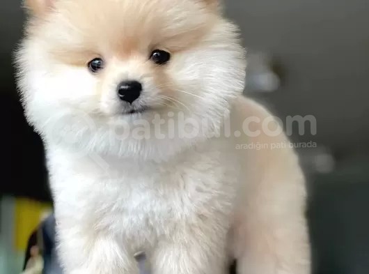 Dişi Ve Erkek Pomeranian Boo Yavrularımız görsel