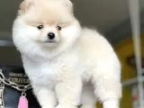 Dişi Ve Erkek Pomeranian BOO Yavrularımız
