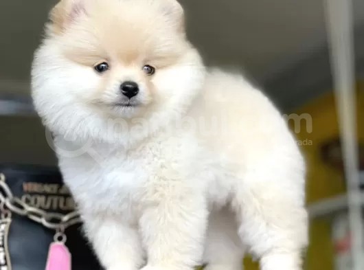 Dişi Ve Erkek Pomeranian Boo Yavrularımız