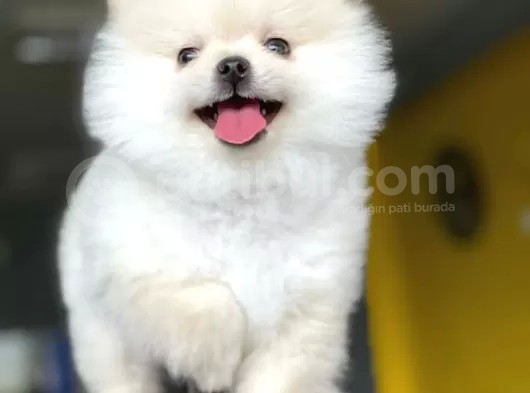 Dişi Ve Erkek Pomeranian Boo Yavrularımız görsel