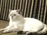 Safkan British Shorthair Yavrular