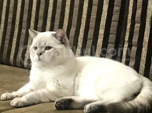 Safkan British Shorthair Yavrular görsel