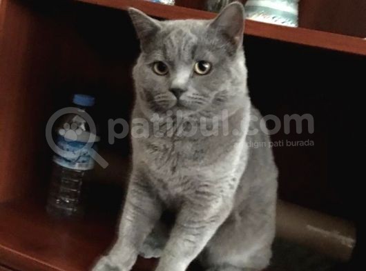 British Shorthair