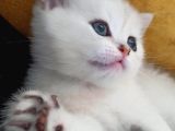 Beyaz Bri̇ti̇sh Shorthai̇r Çok Tatli Oyuncu Bebekler