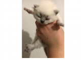 Scottish Fold Ve Britsh Shorthair Yavrularımız
