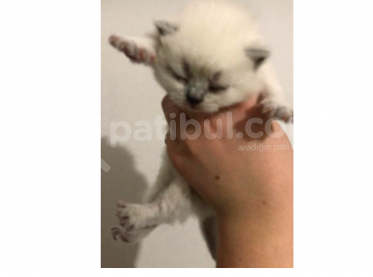 Scottish Fold Ve Britsh Shorthair Yavrularımız