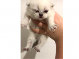Scottish Fold Ve Britsh Shorthair Yavrularımız