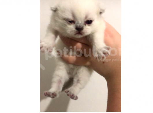 Scottish Fold Ve Britsh Shorthair Yavrularımız görsel