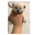 Scottish Fold Ve Britsh Shorthair Yavrularımız