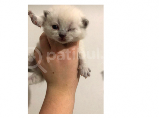 Scottish Fold Ve Britsh Shorthair Yavrularımız görsel