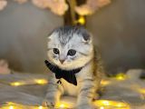 Show Class Scotti̇sh Fold Si̇lver Tabby