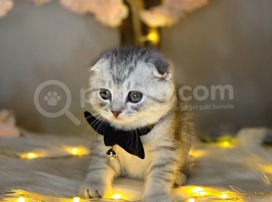 Show Class Scotti̇sh Fold Si̇lver Tabby görsel