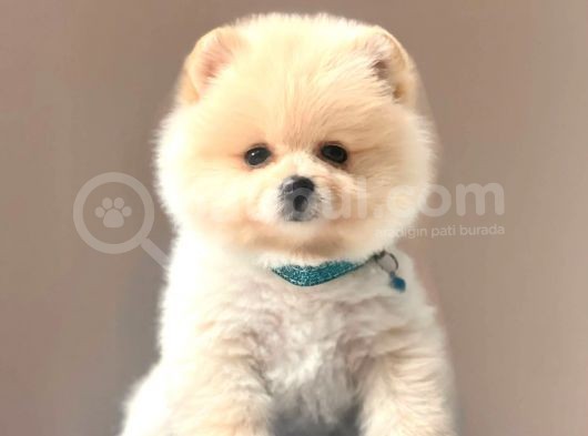 Safkan Pomeranian Boo Yavrularımız görsel