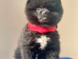 Safkan Pomeranian Boo Yavrularımız