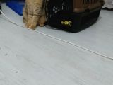 Scottish Fold Black Golden Tabby Dişi
