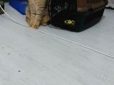 Scottish Fold Black Golden Tabby Dişi