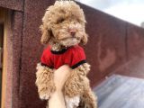 Tüy Dökmez Koku Yapmaz Toy Poodle