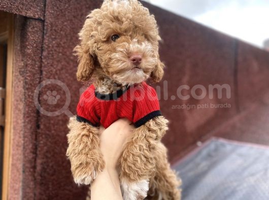 Tüy Dökmez Koku Yapmaz Toy Poodle