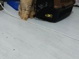 Scottish Fold Black Golden Tabby Dişi