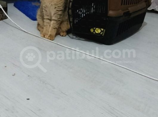 Scottish Fold Black Golden Tabby Dişi görsel