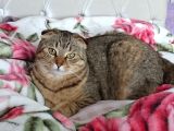 Scottish Fold Black Golden Tabby Dişi