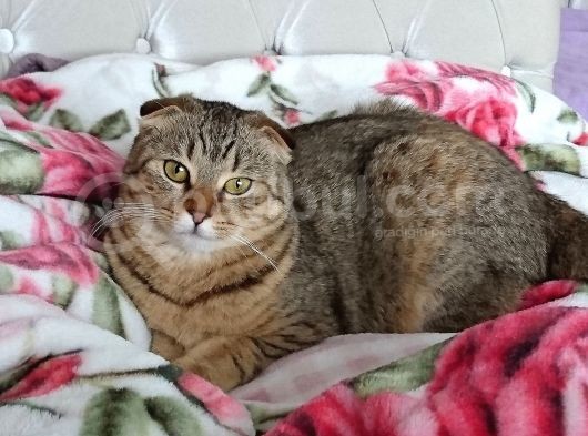 Scottish Fold Black Golden Tabby Dişi görsel