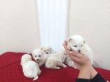 Maltese bebekler