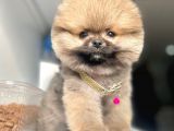 Safkan Pomeranian Boo Yavrularımız