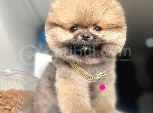 Safkan Pomeranian Boo Yavrularımız görsel