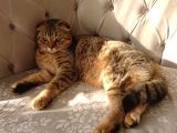 Scottish Fold Black Golden Tabby Dişi