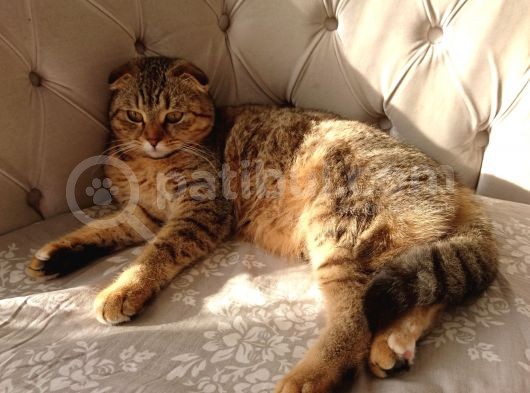 Scottish Fold Black Golden Tabby Dişi görsel