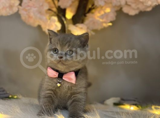 Nadi̇r & Özel Renk Bri̇ti̇sh Shorthai̇r Li̇lac görsel