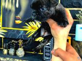 Tamamen Ev Ortamı French Bulldog Exotic Dişi Yavru Yeni Ailesini Arıyor