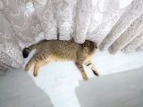 Scottish Fold Black Golden Tabby Dişi