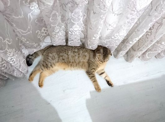 Scottish Fold Black Golden Tabby Dişi görsel