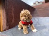 Tüy Dökmez Koku Yapmaz Toy Poodle