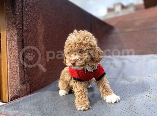 Tüy Dökmez Koku Yapmaz Toy Poodle görsel
