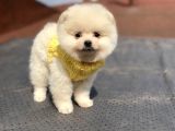 Orjinal Pomeranian Boo Bebeklerimiz