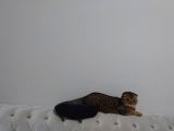 Scottish Fold Black Golden Tabby Dişi