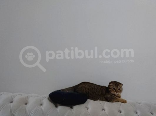 Scottish Fold Black Golden Tabby Dişi görsel